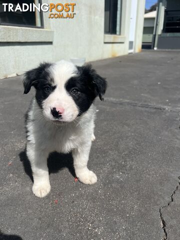 Purebred border collies