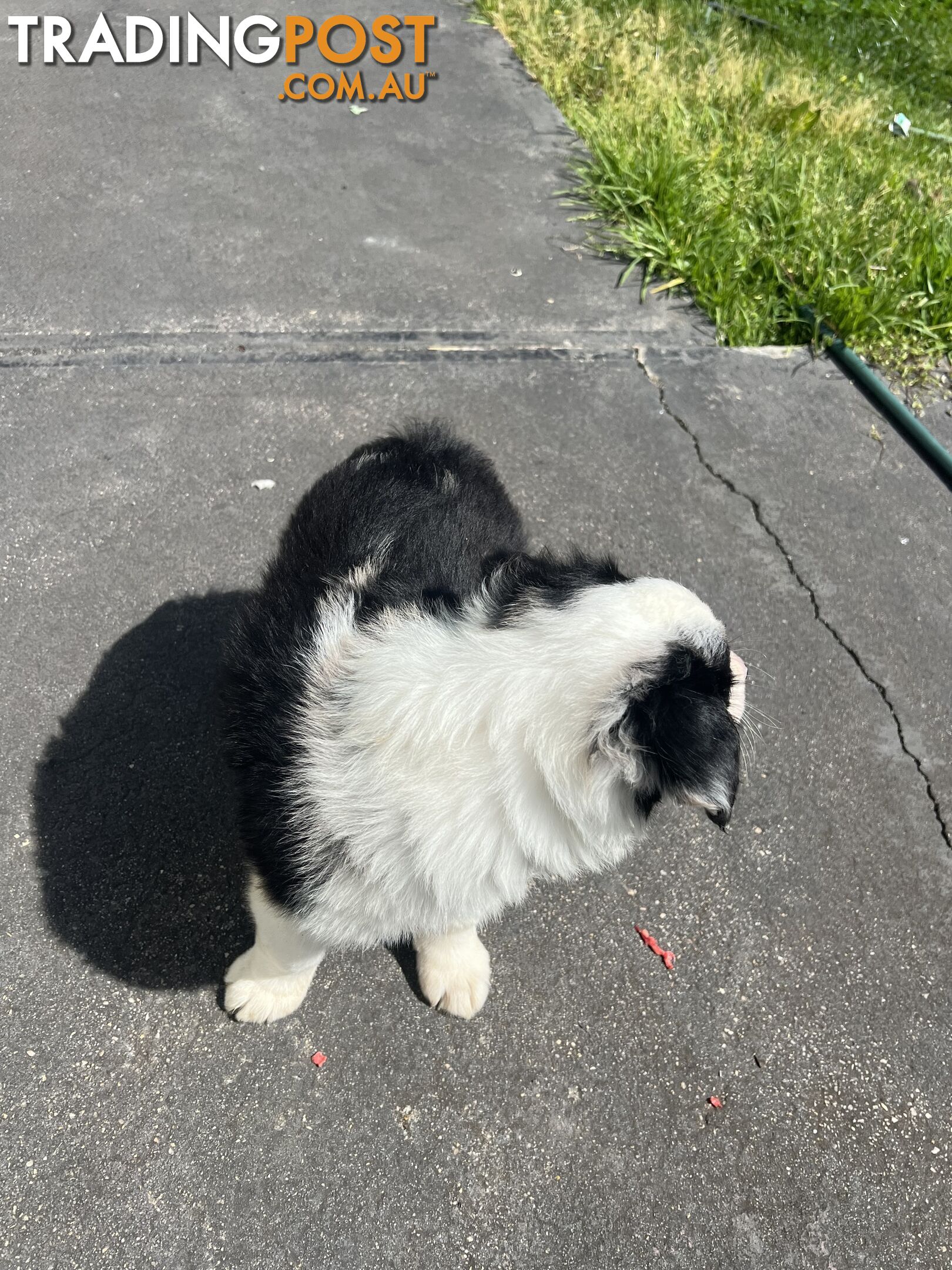 Purebred border collies