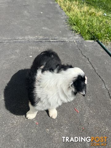 Purebred border collies