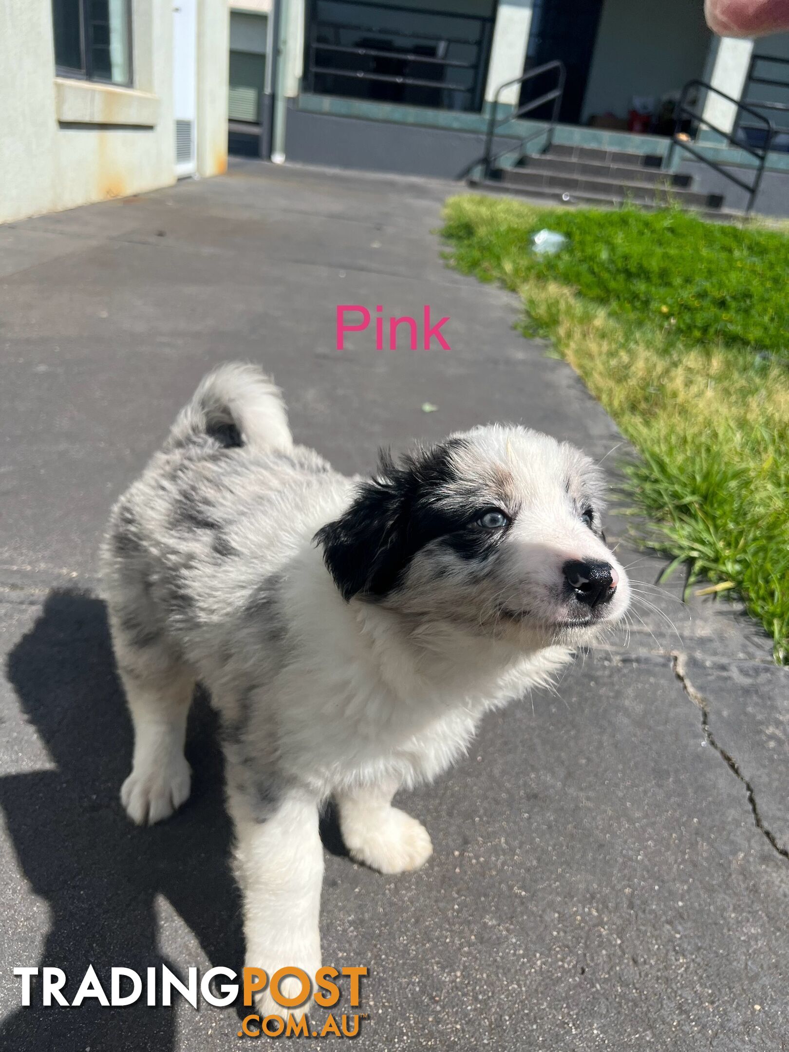 Purebred border collies