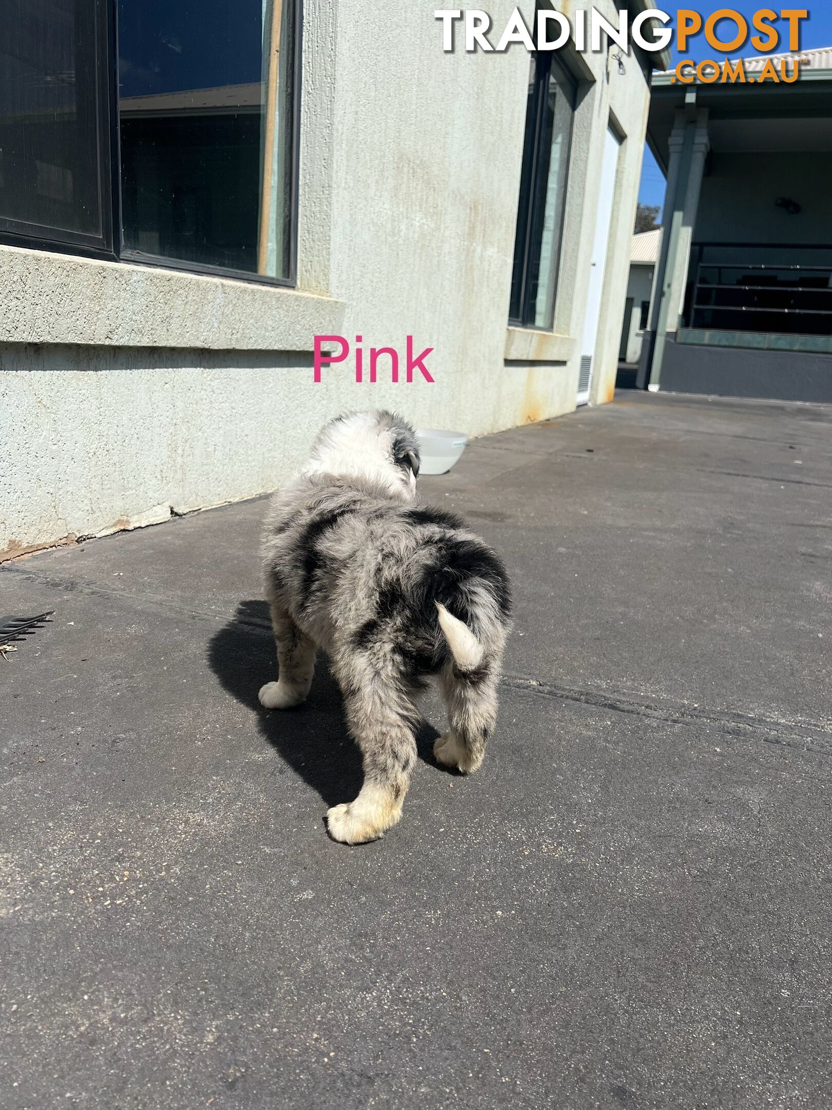 Purebred border collies