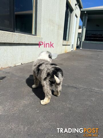 Purebred border collies