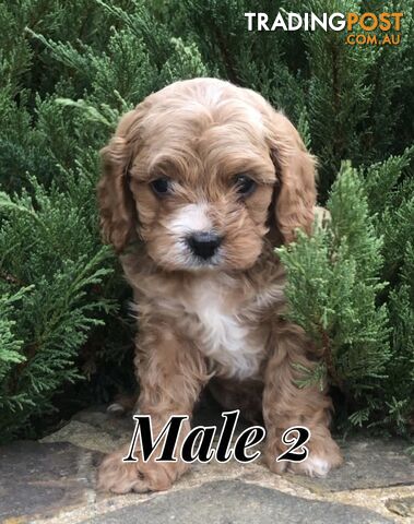 Cavoodles ( King Charles cavalier x Toy Poodle)