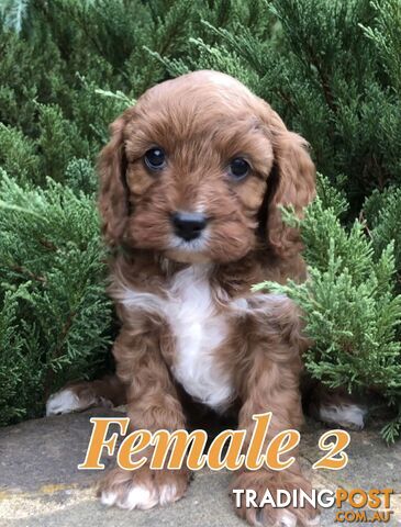 Cavoodles ( King Charles cavalier x Toy Poodle)