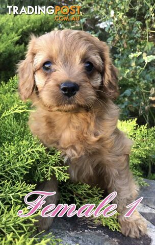 Cavoodles ( King Charles cavalier x Toy poodle) pure 1st generation cross .