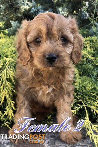 Cavoodles ( King Charles cavalier x Toy poodle) pure 1st generation cross .