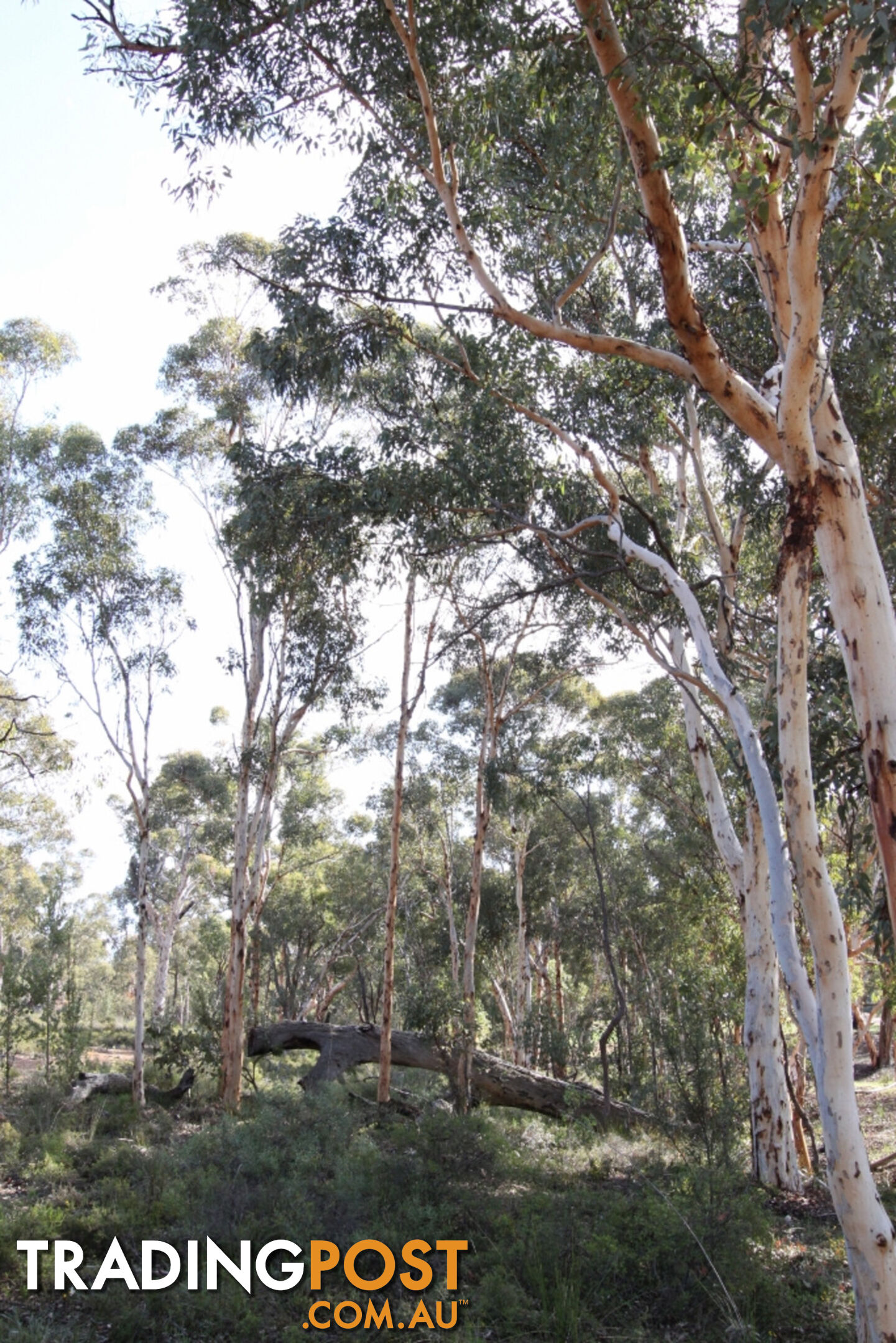 Lot 418 Woylie Rise BAKERS HILL WA 6562