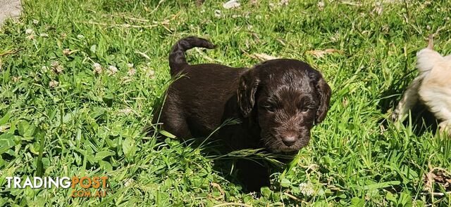 Maltese x Cocker spaniel