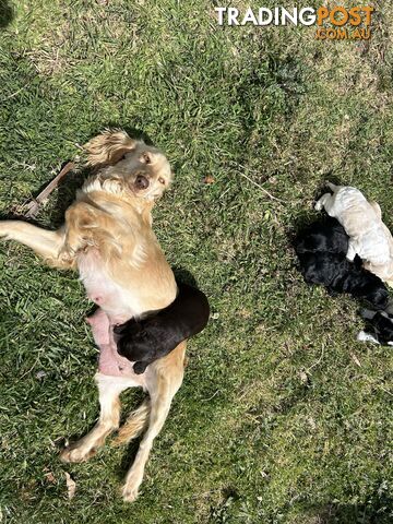 Maltese x Cocker spaniel