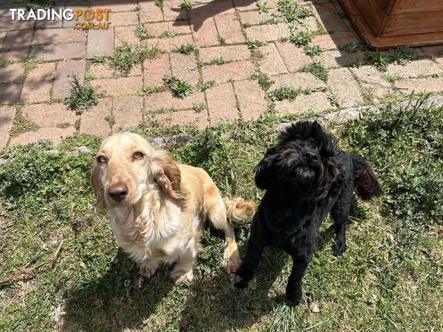 Maltese x Cocker spaniel