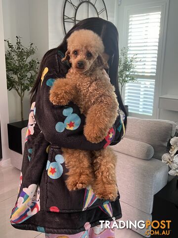 Mini poodle and toy poodle ( STUD ) not for sale