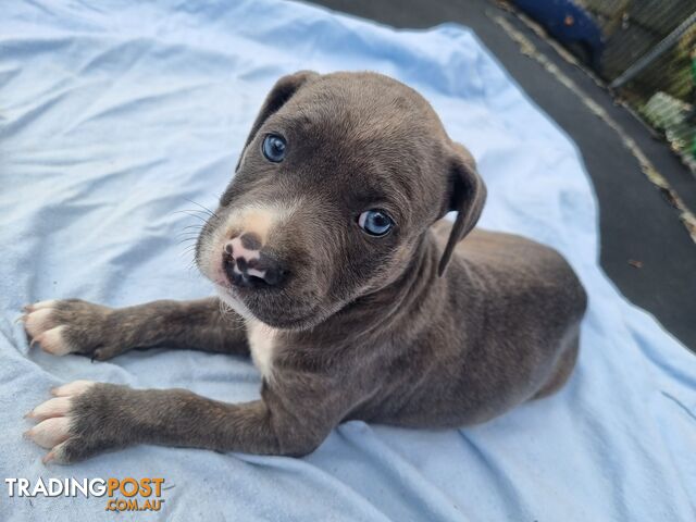 Mastiff bandog x American staffeshire puppies