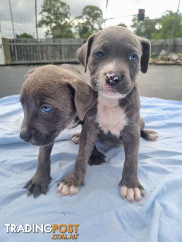 Mastiff bandog x American staffeshire puppies