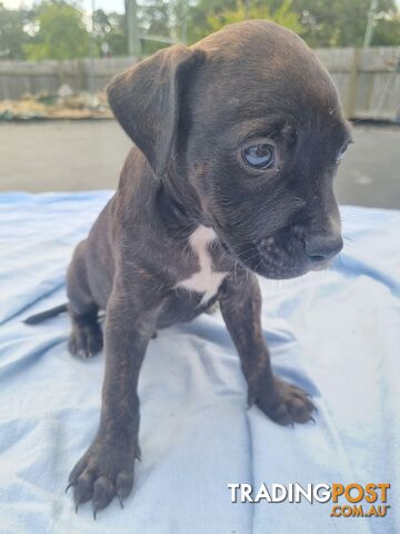 Mastiff bandog x American staffeshire puppies