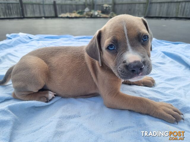 Mastiff bandog x American staffeshire puppies