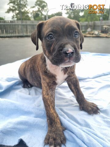 Mastiff bandog x American staffeshire puppies