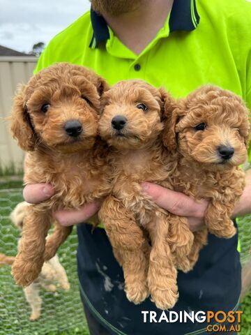 Purebred Toy Poodle Puppies - 1x Apricot Male and 1x Apricot Female Available - Central Coast area