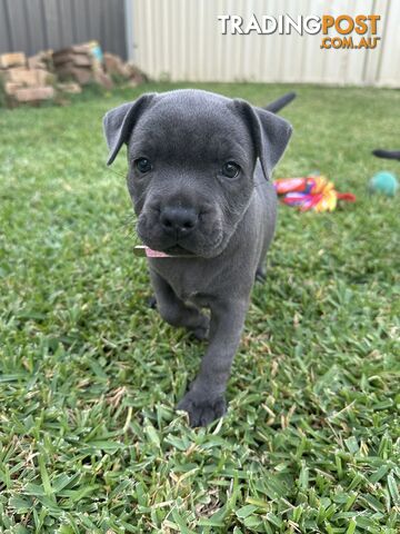 Blue English Staffordshire pups