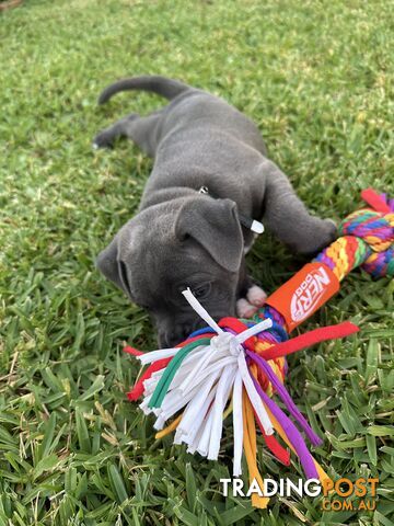 Blue English Staffordshire pups