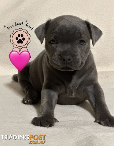 Blue English Staffordshire pups