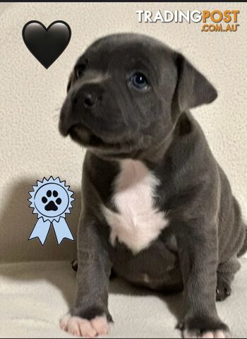 Blue English Staffordshire pups