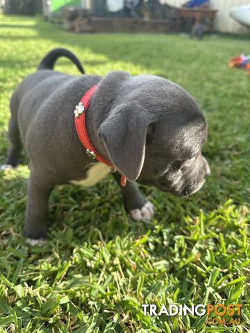 Blue English Staffordshire pups