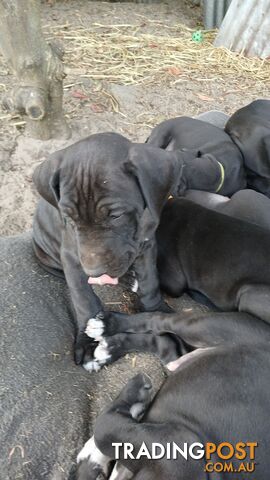 Pure Great Dane Puppies