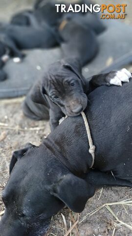 Pure Great Dane Puppies