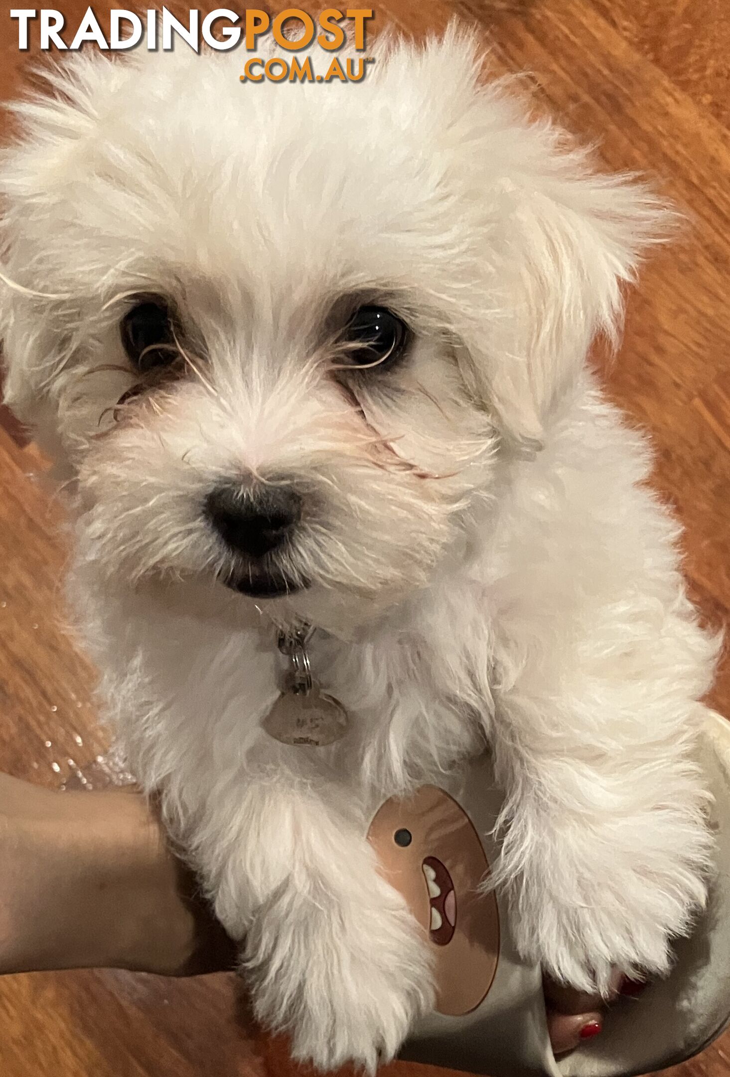 Maltese Terrier Pup