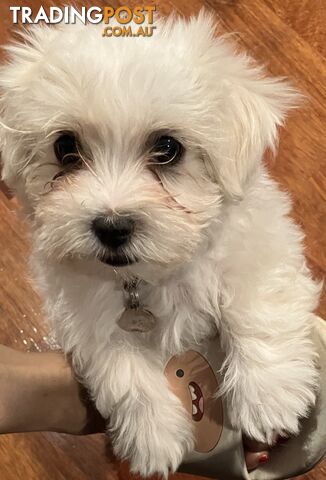 Maltese Terrier Pup