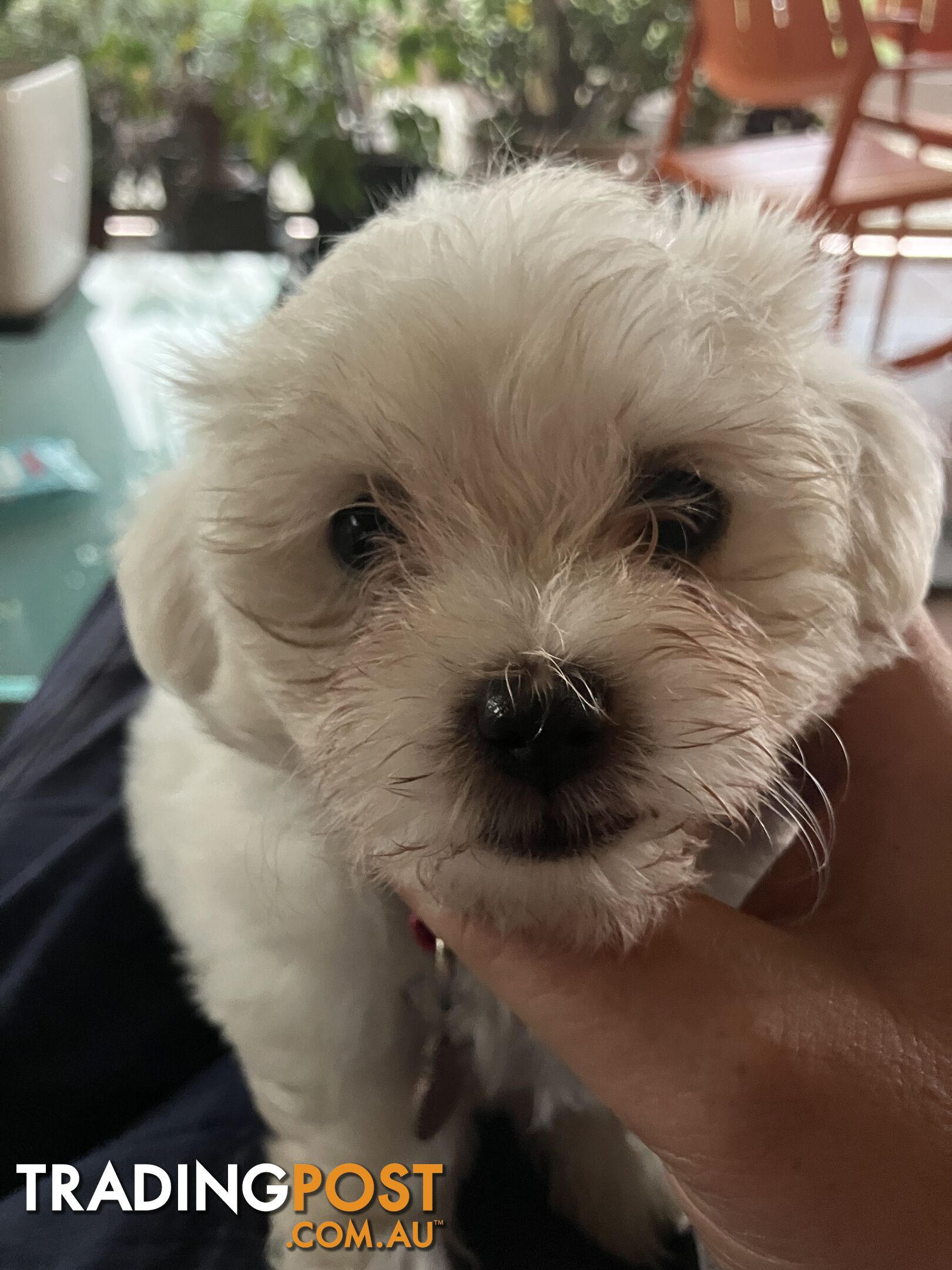 Maltese Terrier Pup