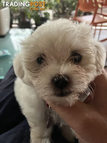 Maltese Terrier Pup