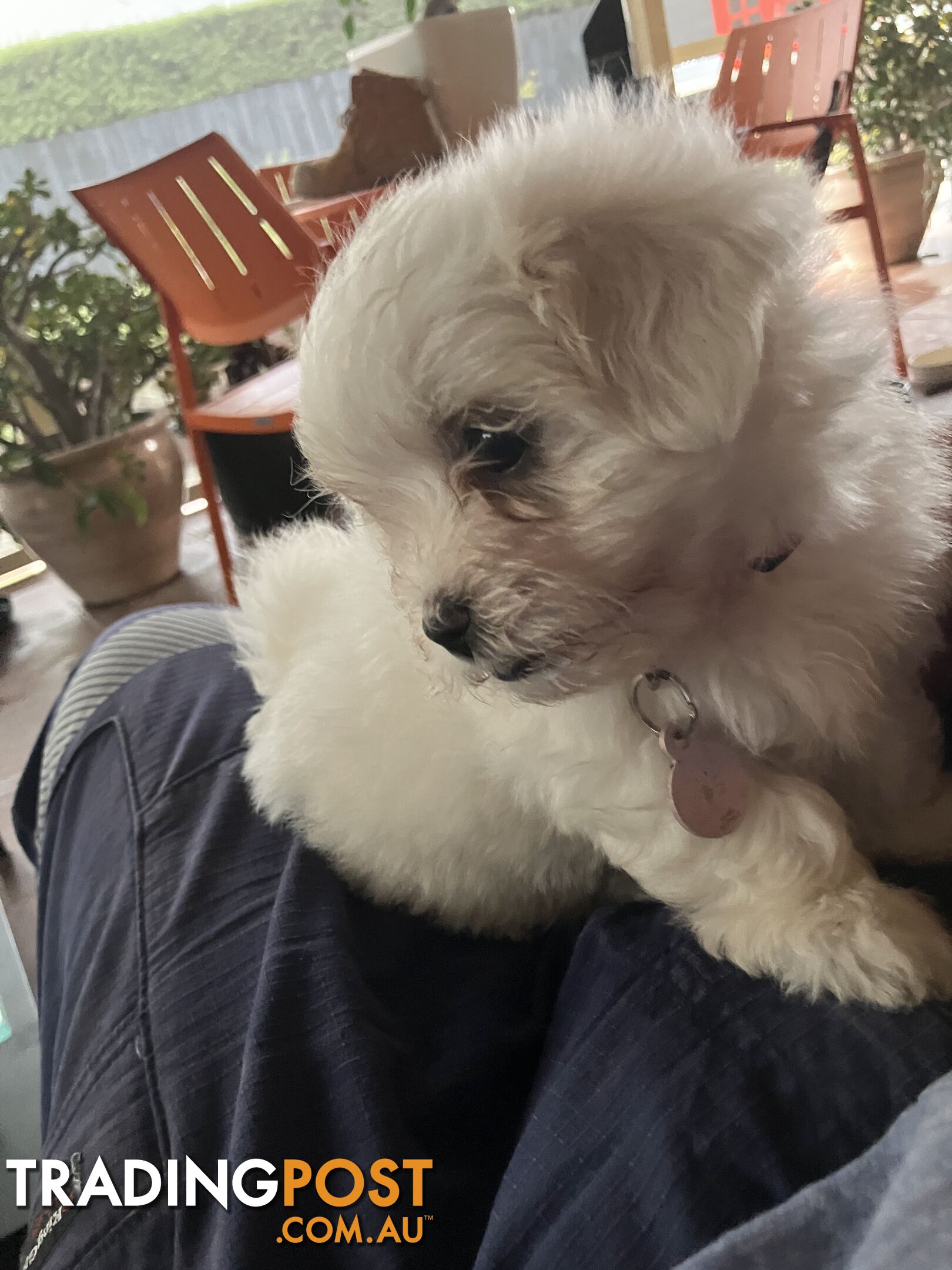 Maltese Terrier Pup