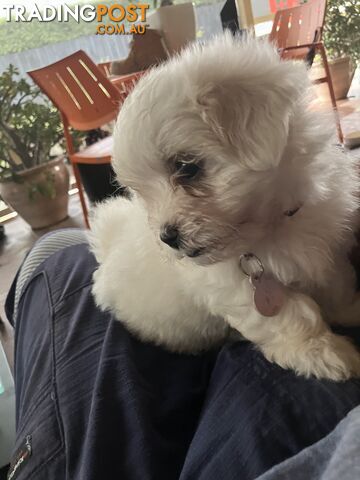 Maltese Terrier Pup