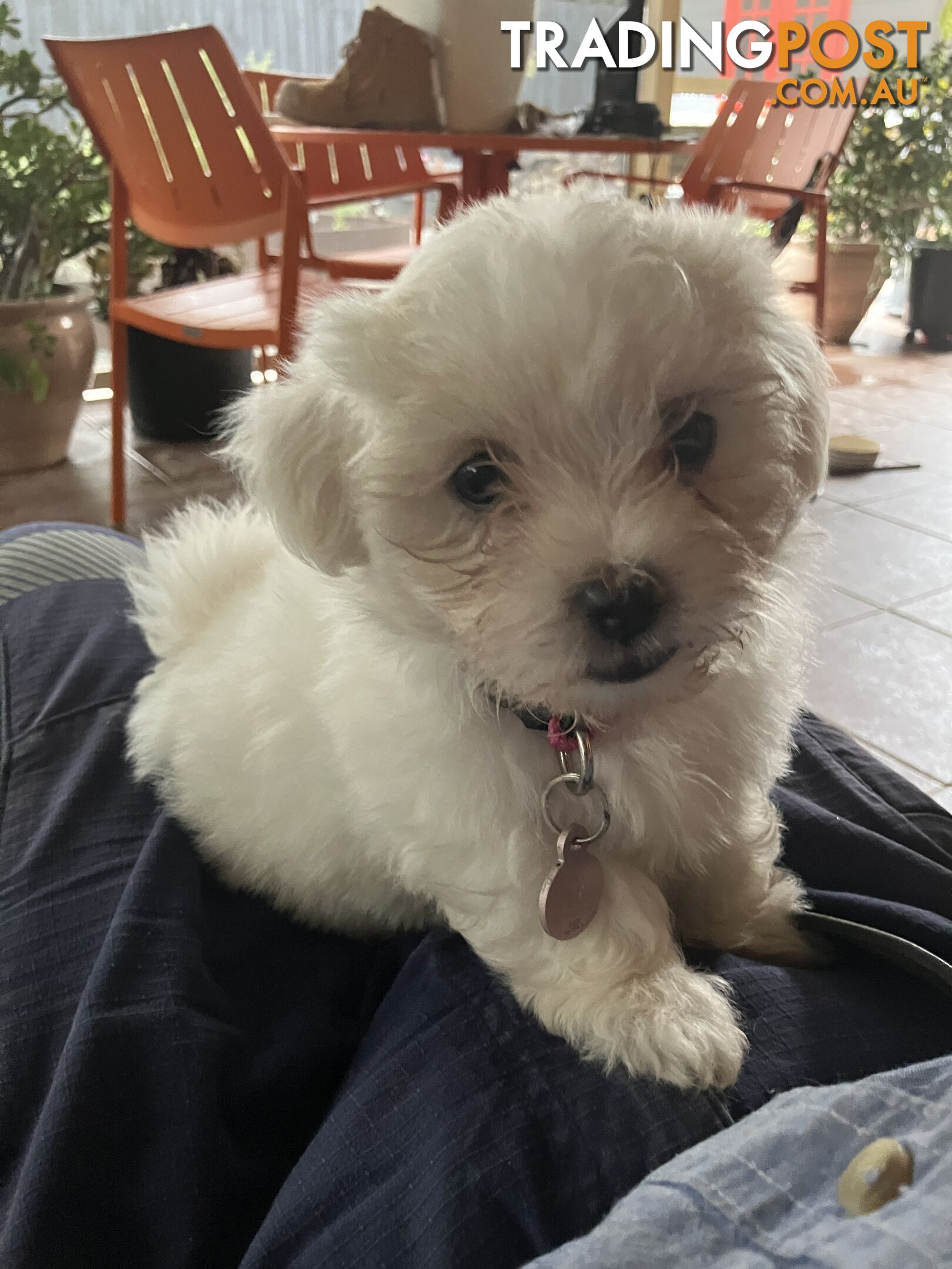 Maltese Terrier Pup