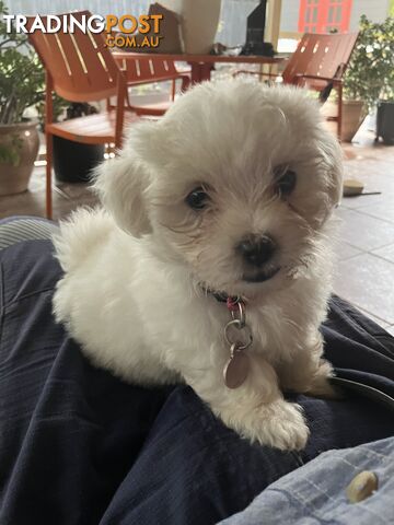 Maltese Terrier Pup