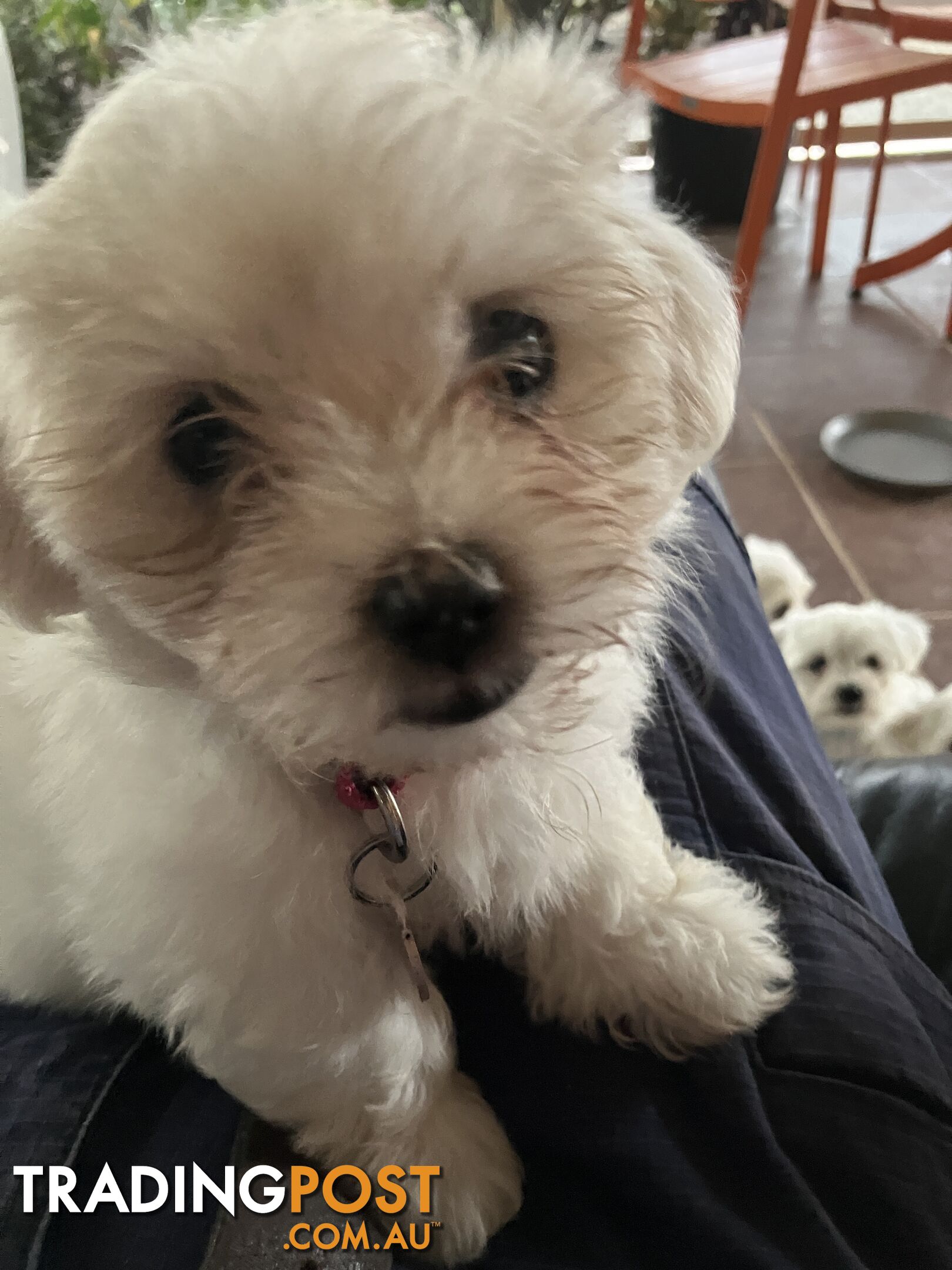 Maltese Terrier Pup