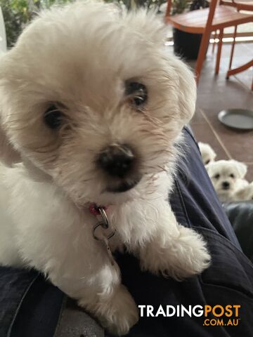 Maltese Terrier Pup