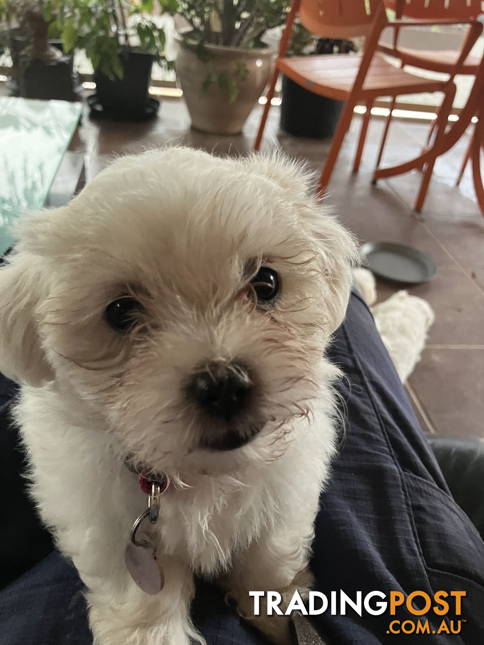 Maltese Terrier Pup