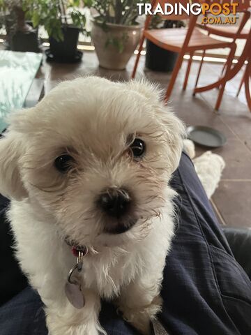 Maltese Terrier Pup