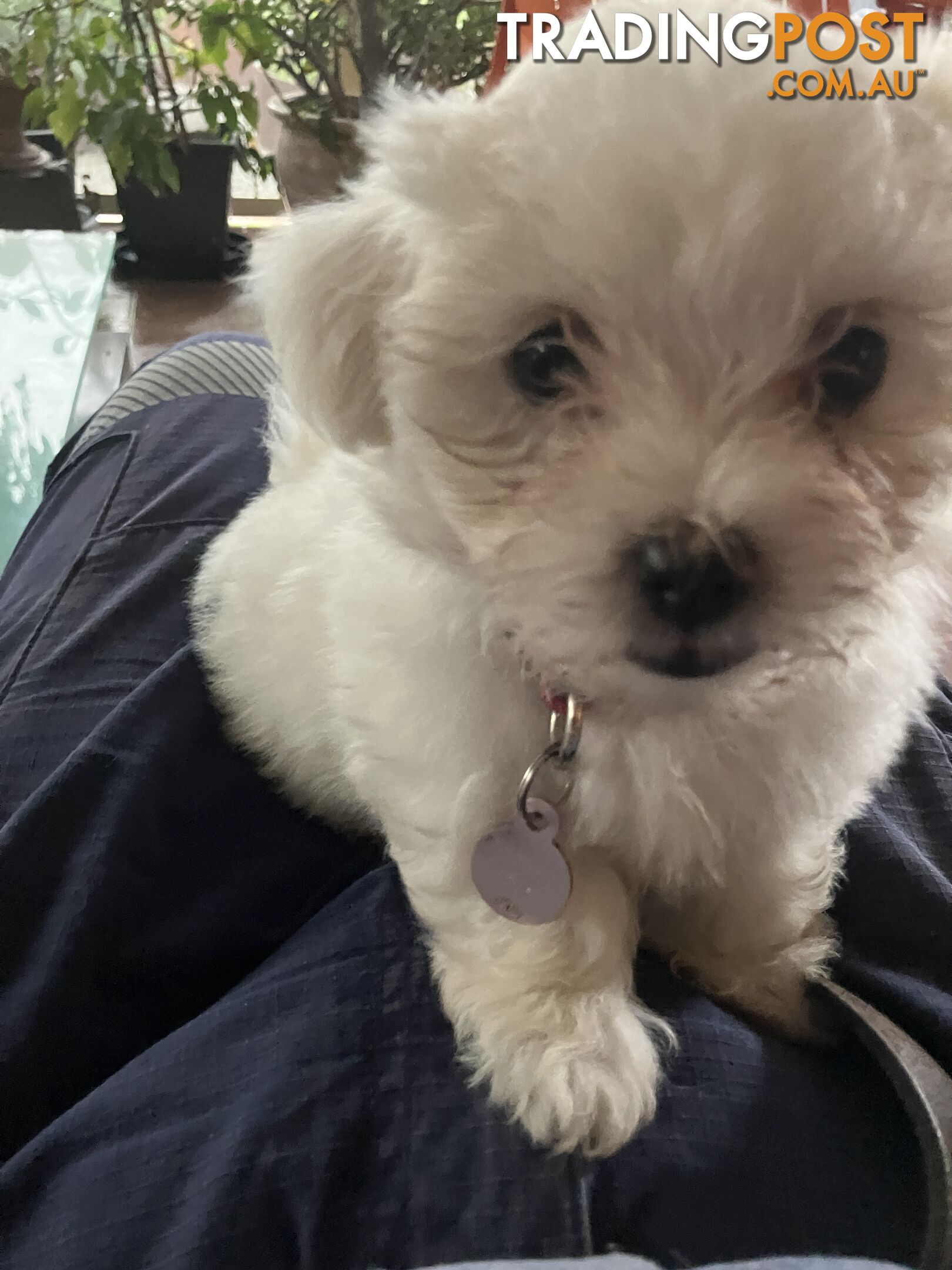 Maltese Terrier Pup