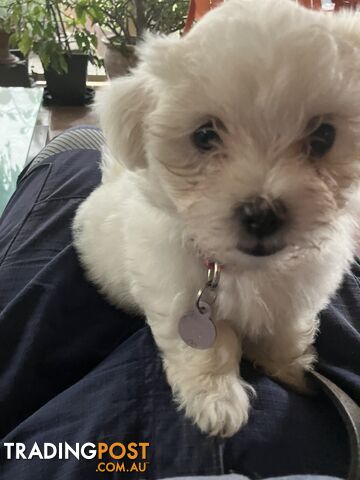 Maltese Terrier Pup