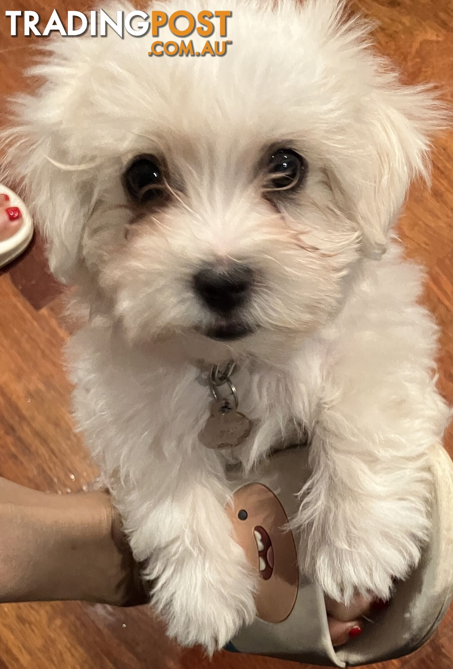 Maltese Terrier Pup