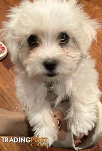 Maltese Terrier Pup