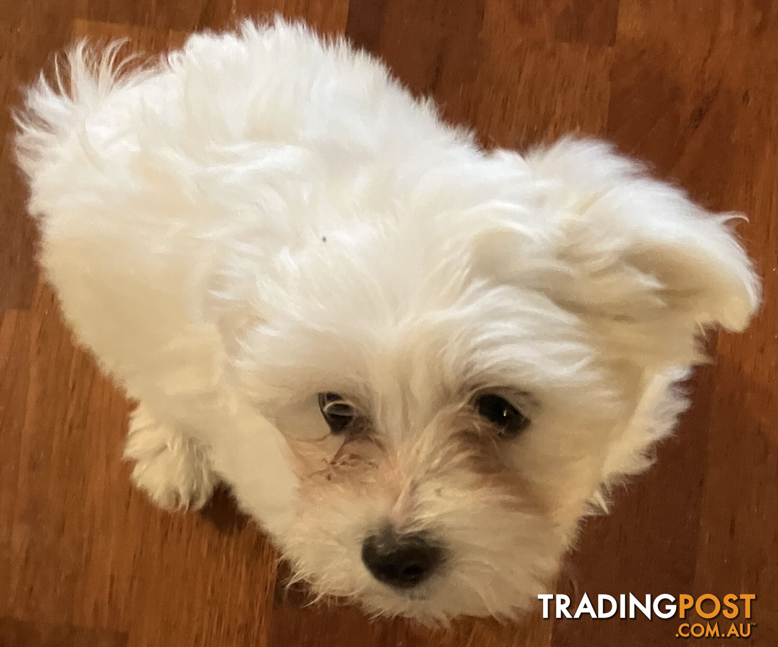 Maltese Terrier Pup