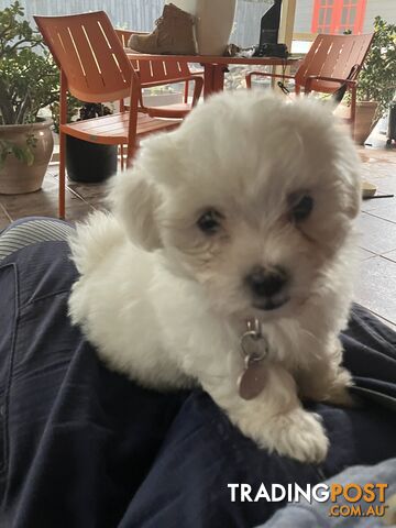 Maltese Terrier Pup