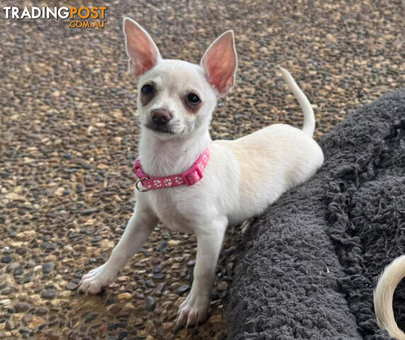 Two tiny female beautiful chihuahua puppies