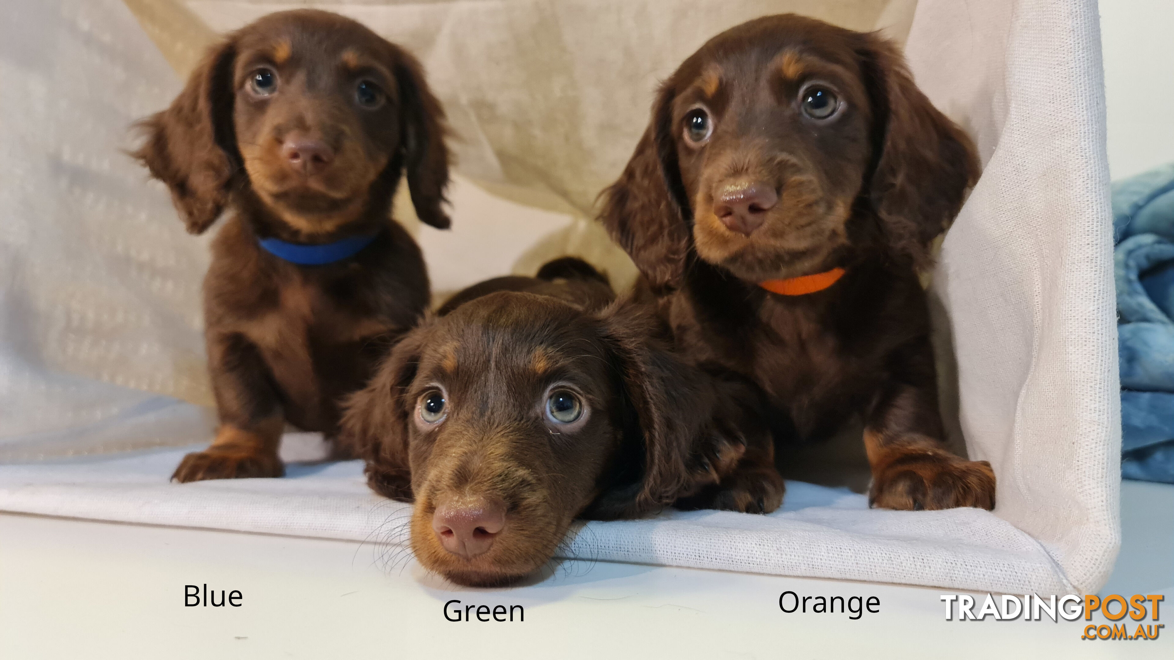 Gorgeous Miniature Dachshund Puppies For Sale