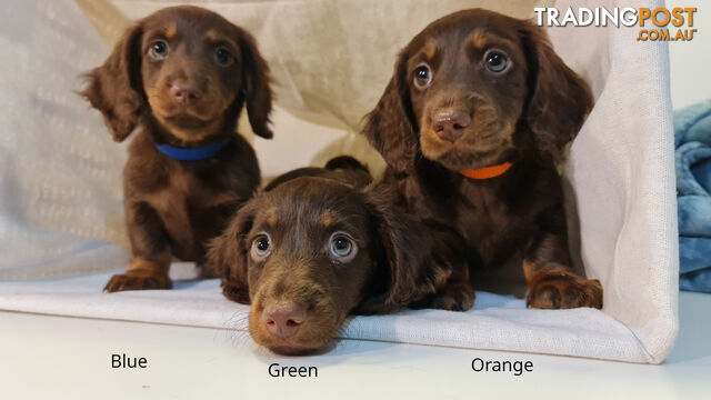 Gorgeous Miniature Dachshund Puppies For Sale