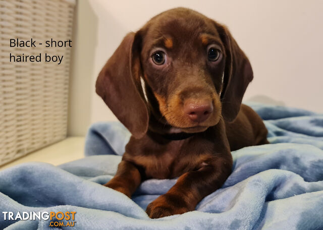 Gorgeous Miniature Dachshund Puppies For Sale